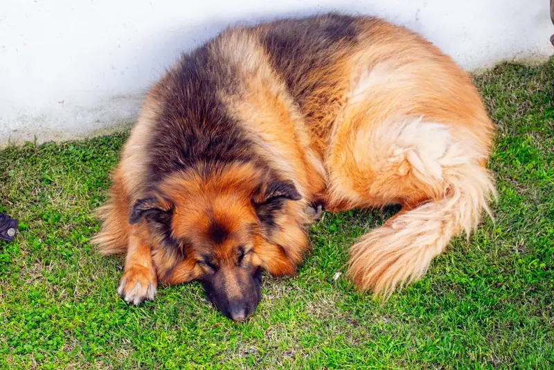 El ovejero de la casa durmiendo en el pasto